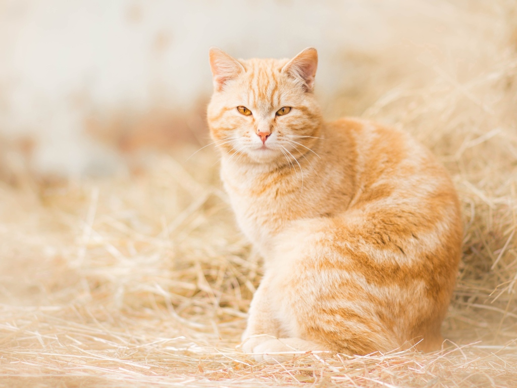 Серьезный взгляд красивого рыжего кота