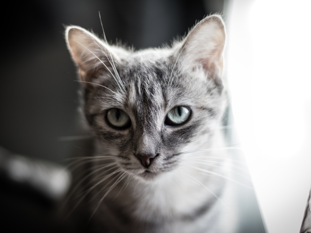 Взгляд серой кошки с большими серыми глазами