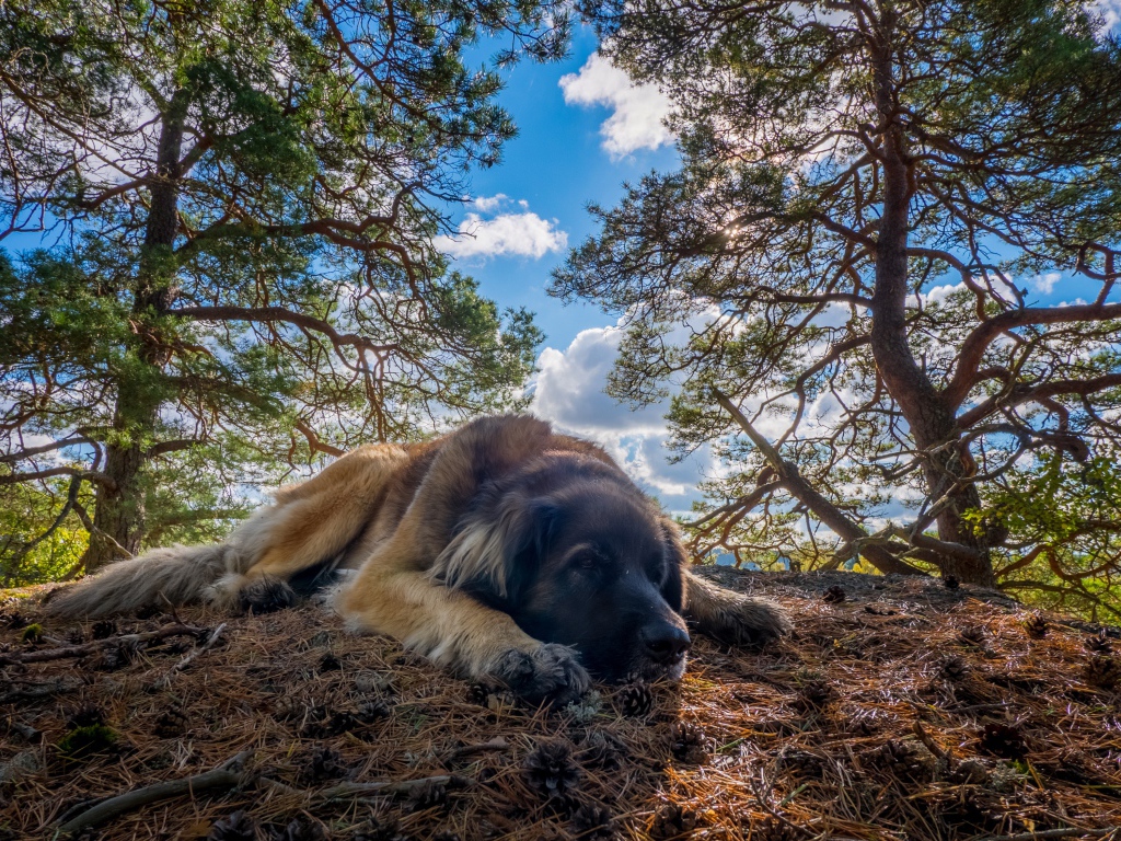 Большая грустная собака породы Леонбергер лежит на земле в лесу