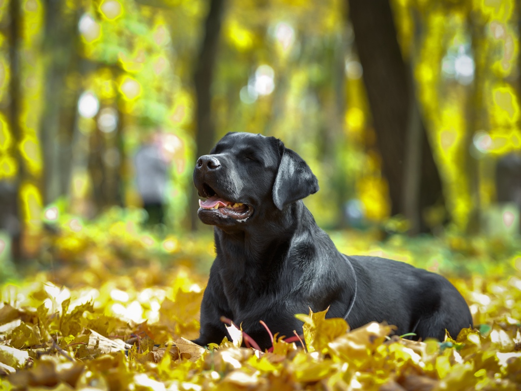 Черный лабрадор отдыхает на опавшей желтой листве