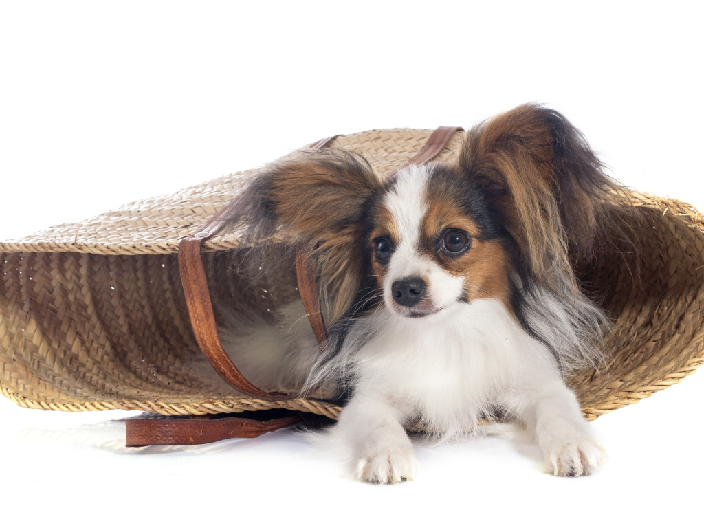 Собака чихуахуа лежит в соломенной корзинке на белом фоне