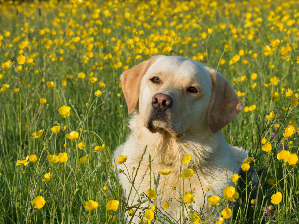 Собака породы золотистый ретривер сидит в поле желтых лютиков