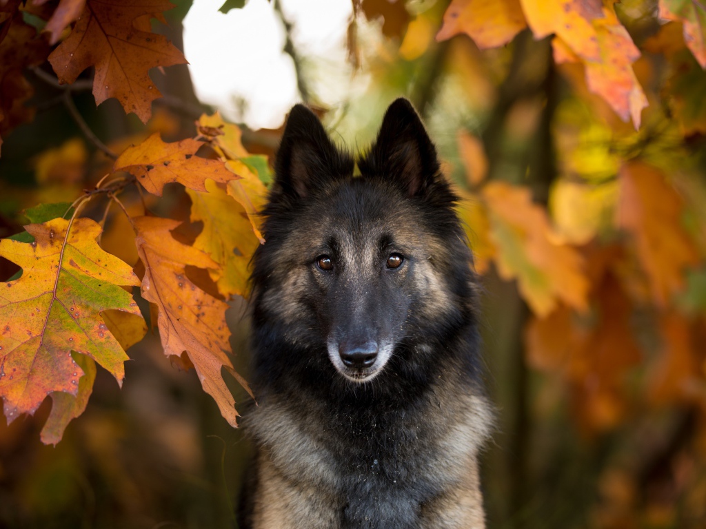 Собака в желтых осенних дубовых листьях