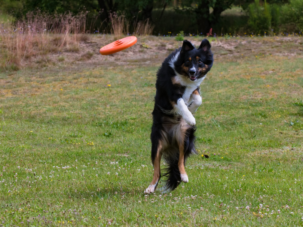Собака породы Бордер-колли в прыжке