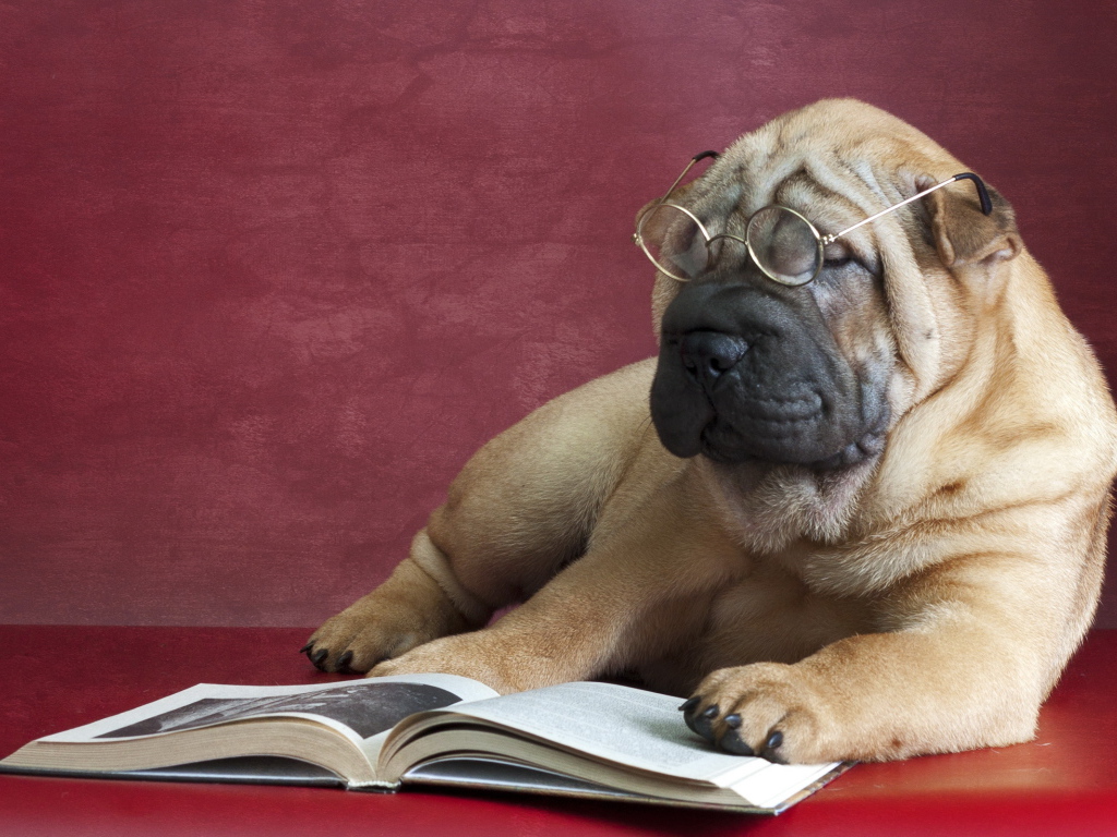 Большой пес породы шарпей в очках читает книгу
