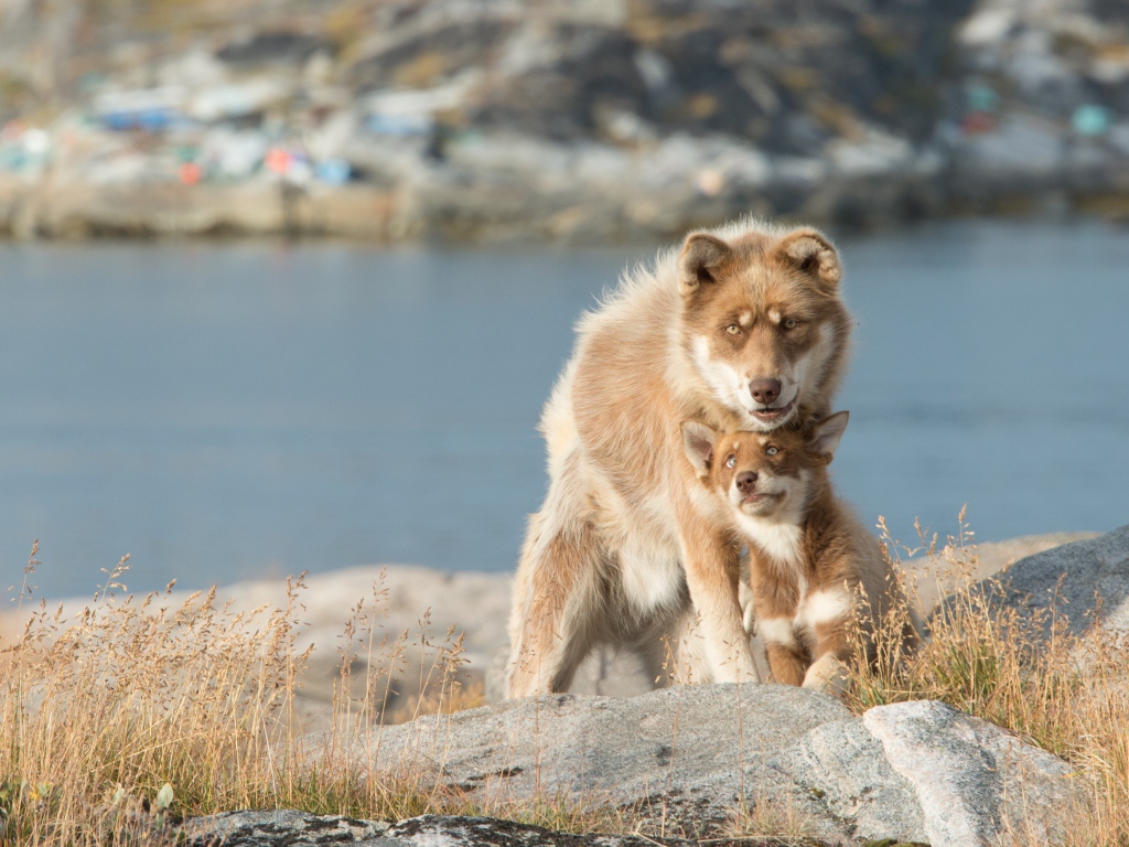 Большая собака со щенком сидят на камне