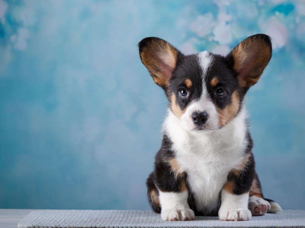 Маленький забавный щенок Вельш-корги на голубом фоне