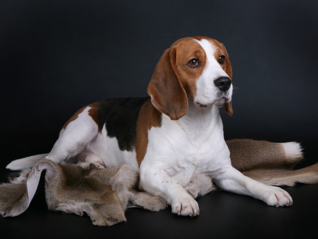 Грустный пес породы бигль лежит на сером фоне