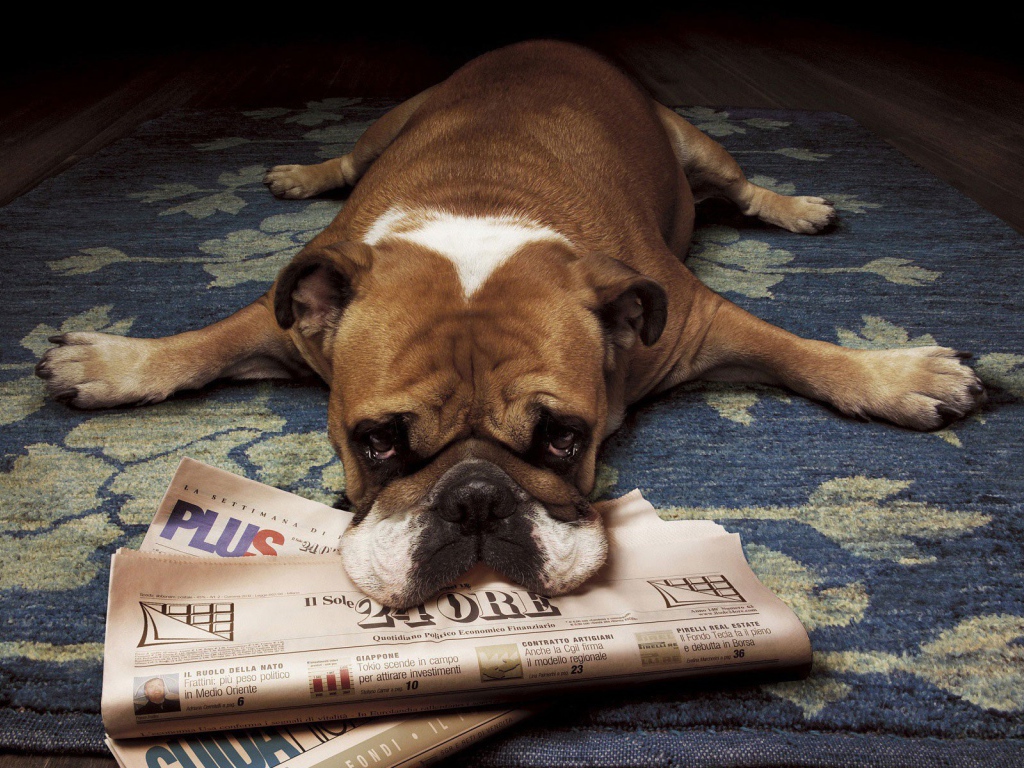 Грустный бульдог лежит на газетах