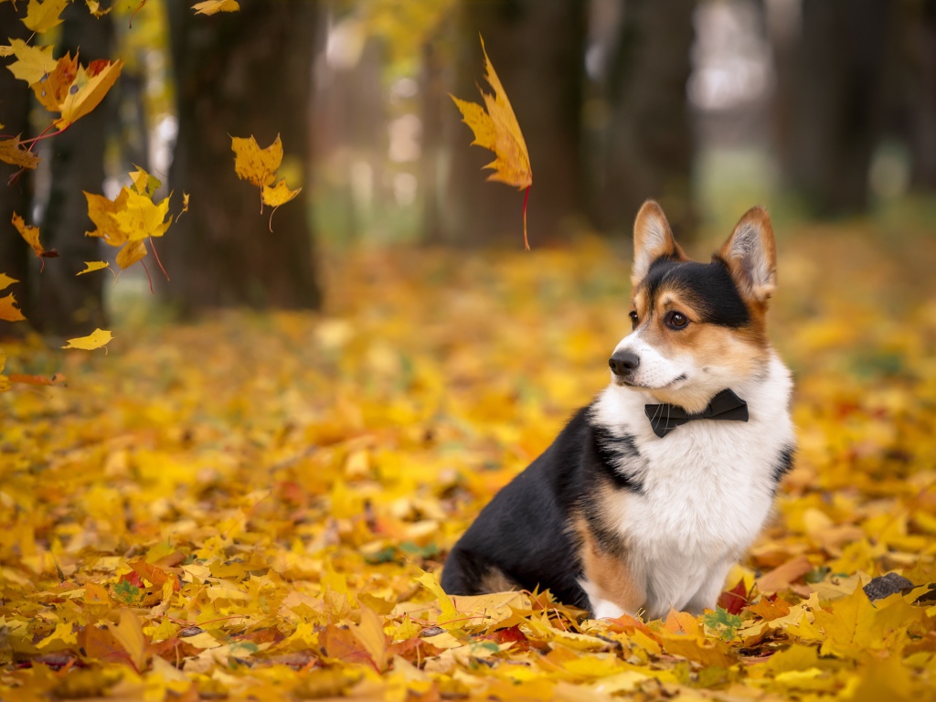Грустная собака породы Вельш-корги сидит на желтых опавших листьях  осенью