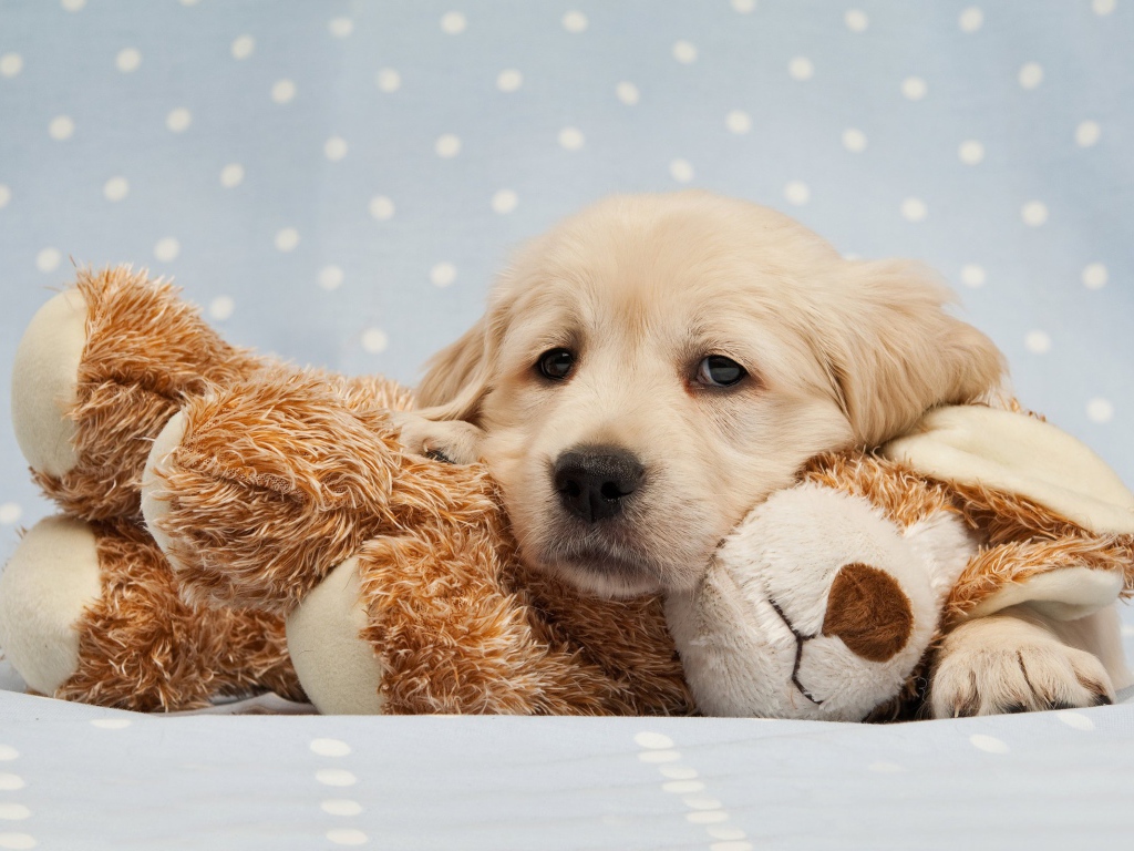 Грустный щенок золотистого ретривера лежит на мягкой игрушке