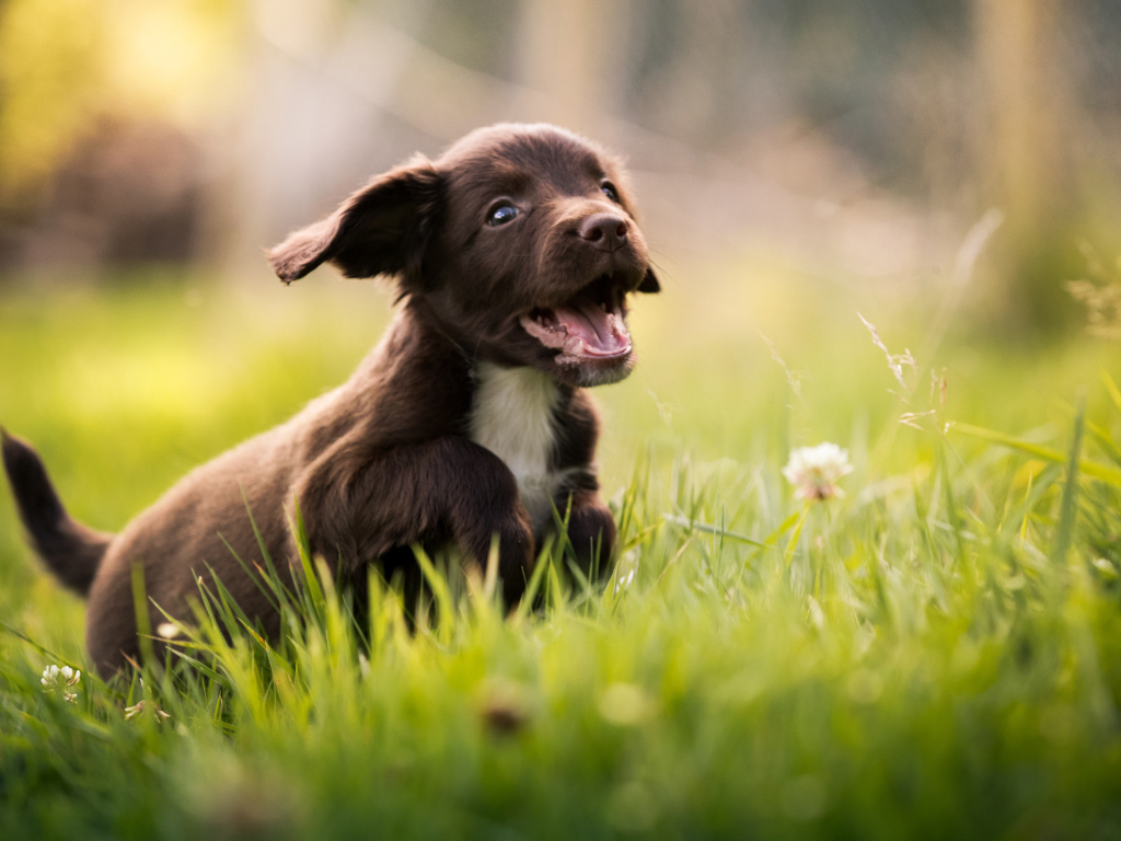 Маленький веселый щенок спаниеля бежит по зеленой траве