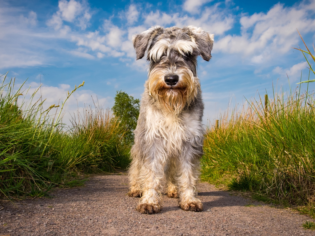 Маленькая собака породы шнауцер на фоне неба 