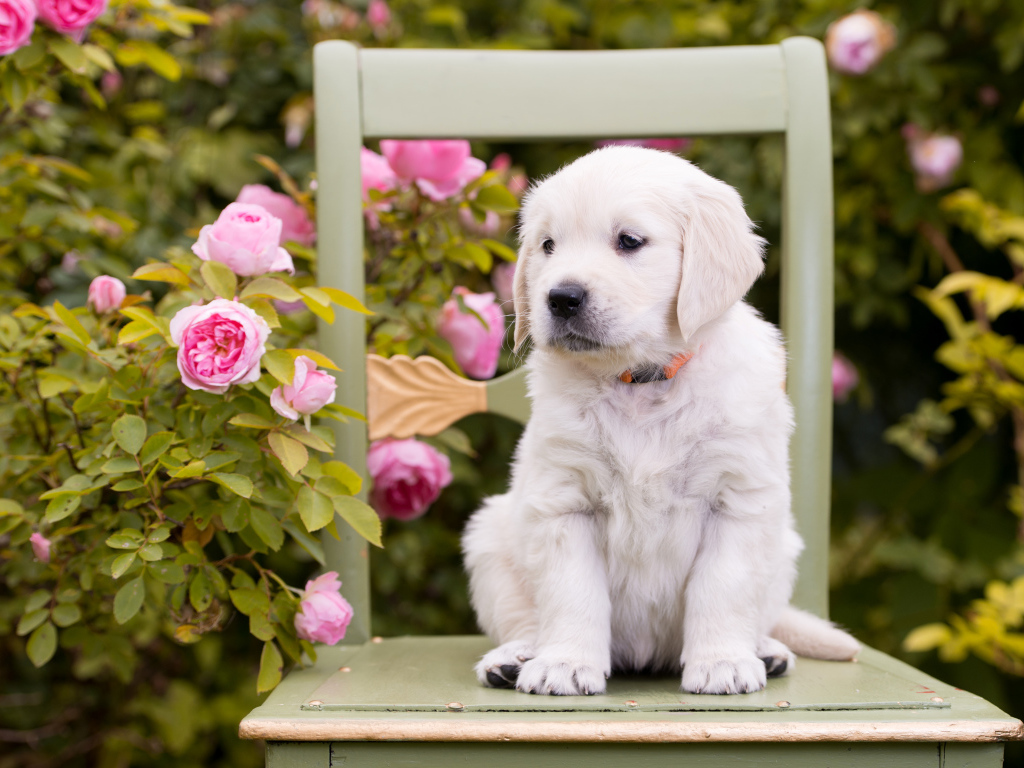 Маленький щенок золотистого ретривера сидит на стуле