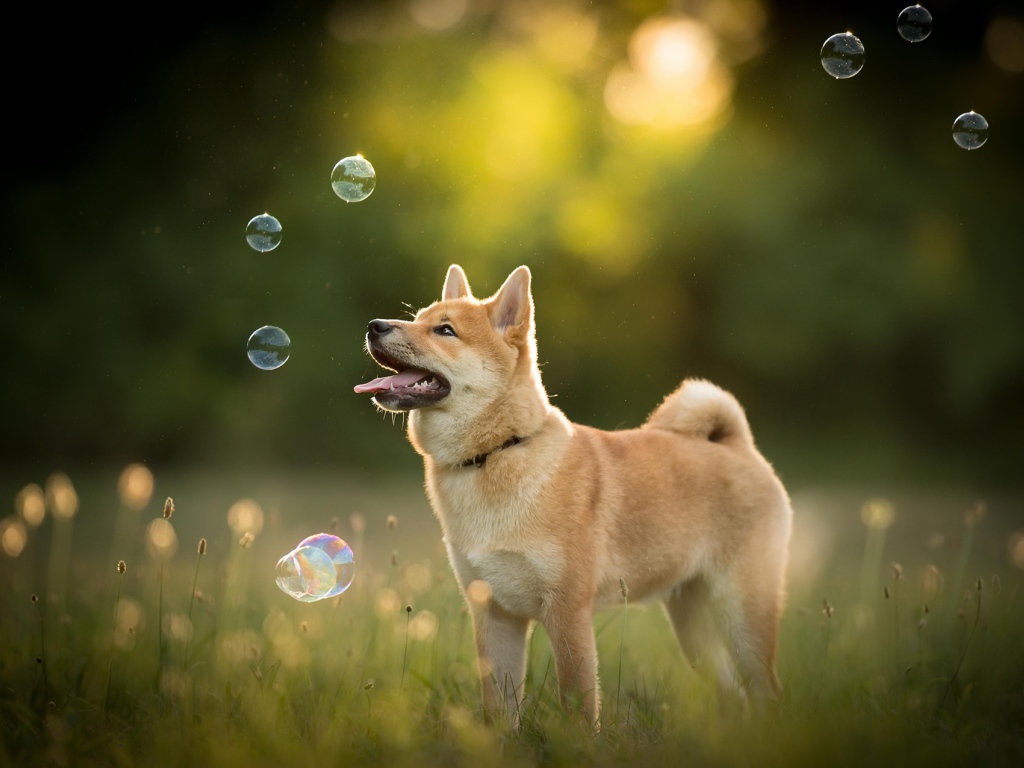 Собака породы акита ину ловит мыльные пузыри