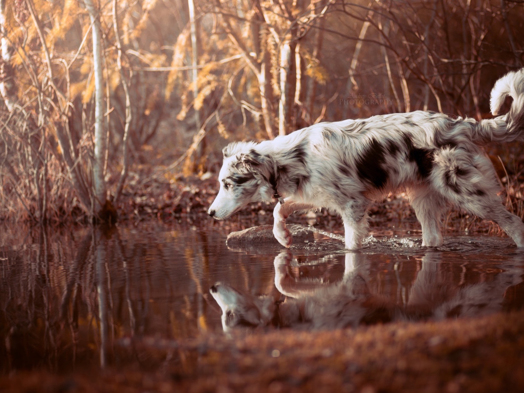 Собака породы Австралийская овчарка стоит в воде