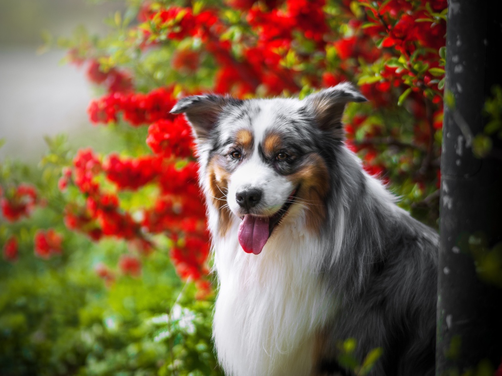 Австралийская овчарка у красных цветов 