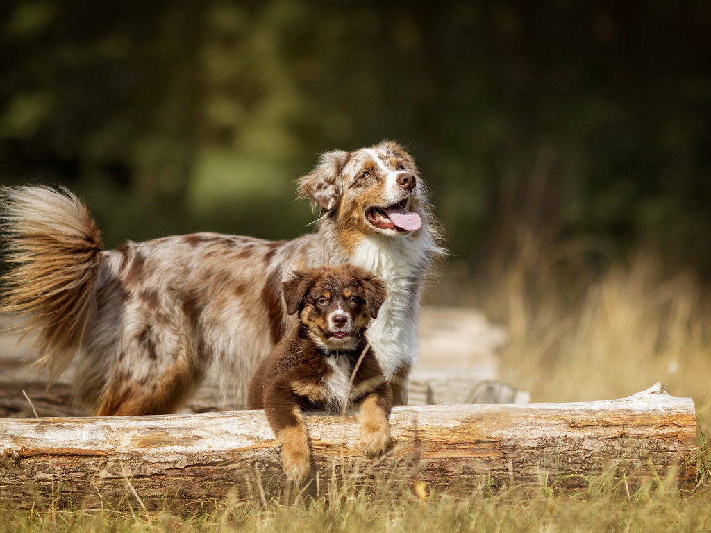 Австралийская Овчарка с высунутым языком и маленьким щенком