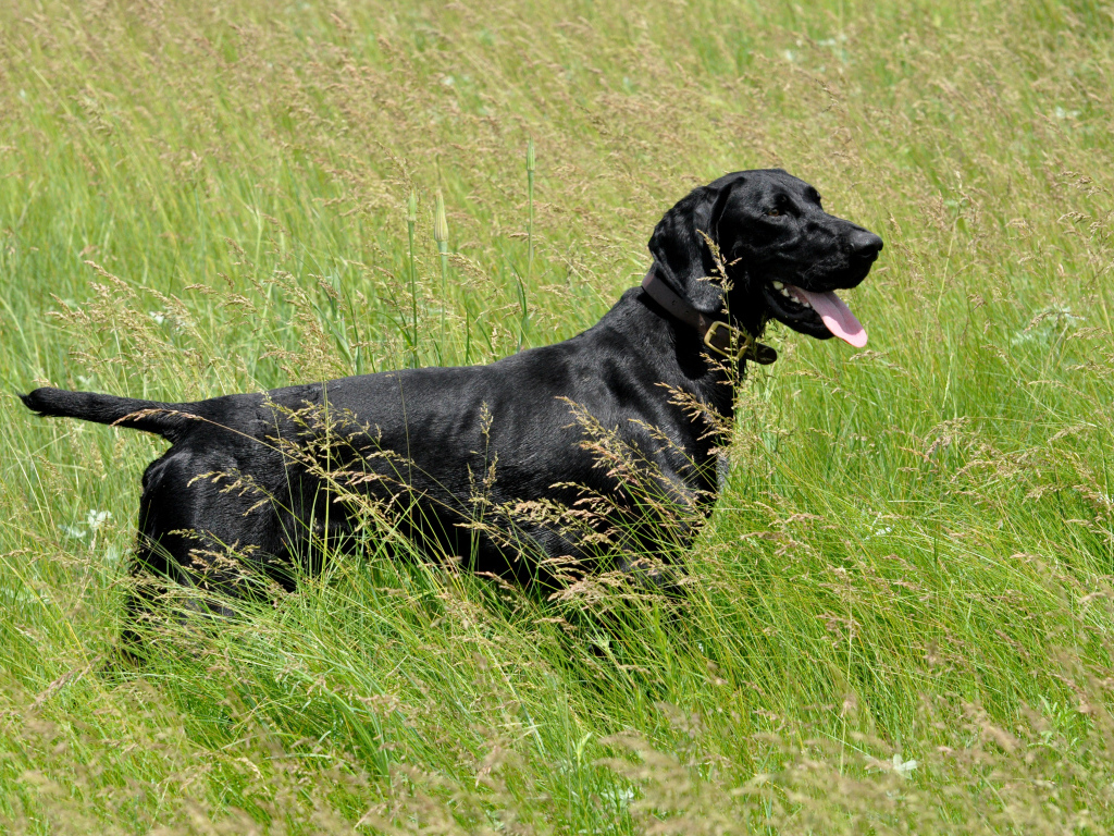 Черный лабрадор с высунутым языком гуляет по зеленой траве