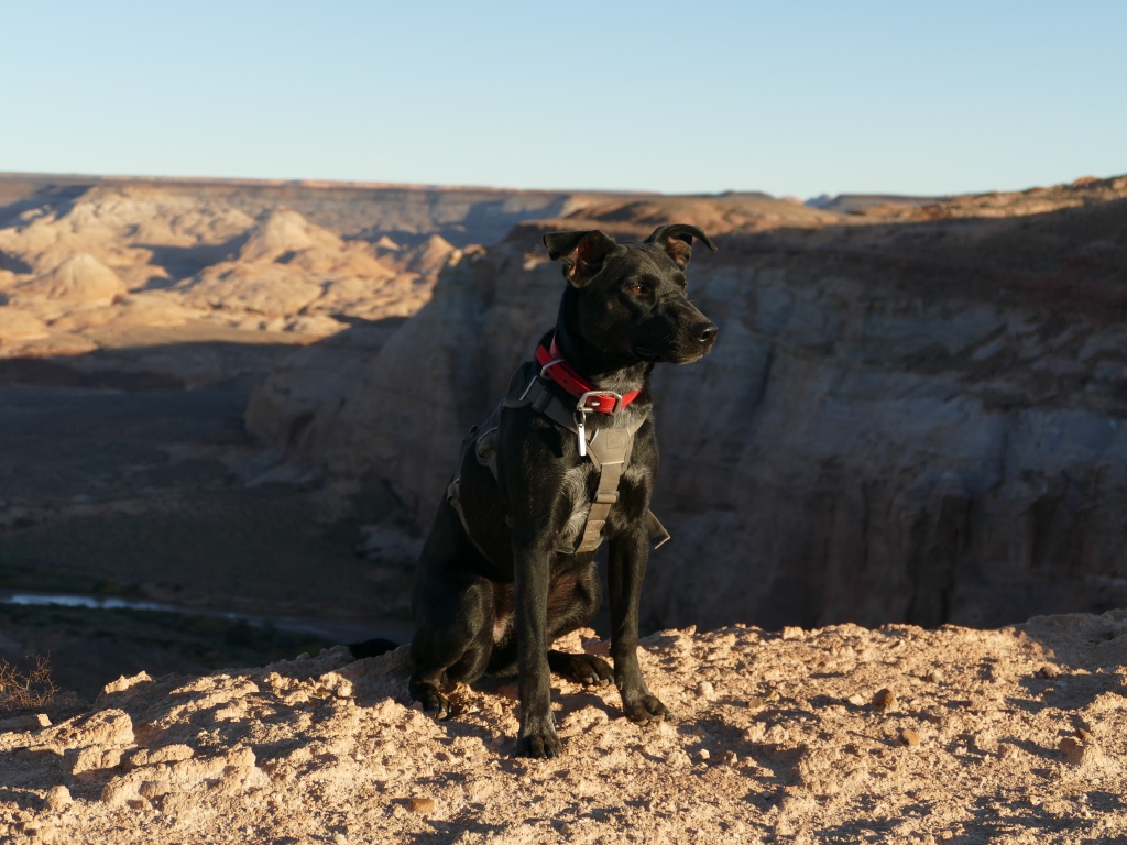 Черная умная собака сидит на скале у обрыва