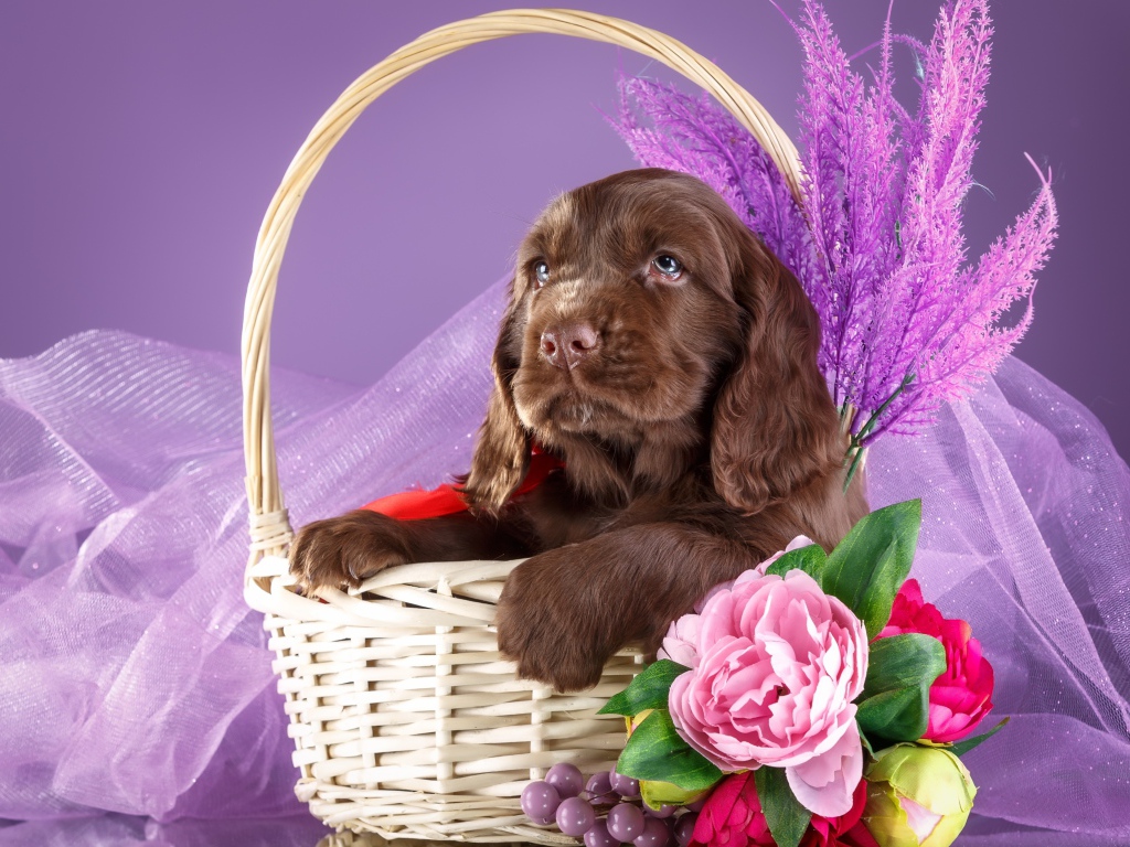 Коричневый щенок спаниеля к корзине