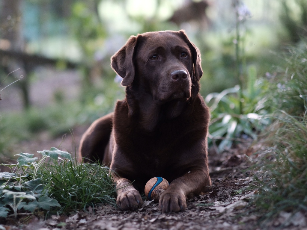 Коричневый лабрадор с мячиком лежит на зеленой траве