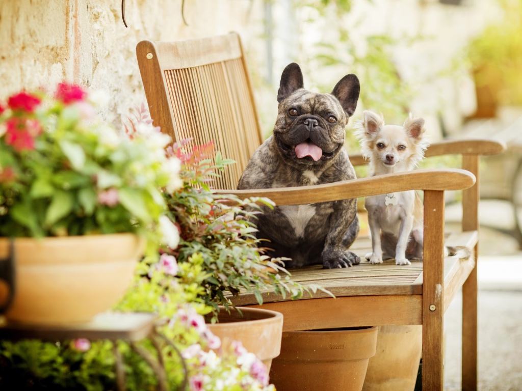 Бульдог и чихуахуа сидят на деревянном стуле