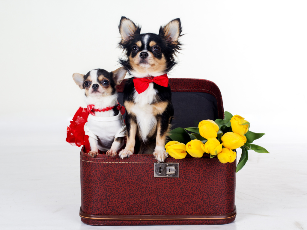 Чихуахуа сидят в чемодане с тюльпанами