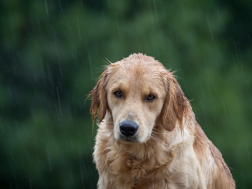 Собака породы золотистый ретривер под дождем 