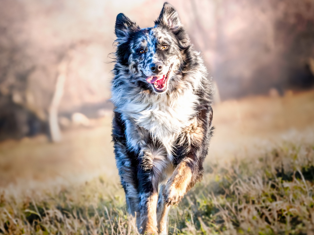 Собака породы Бордер-Колли бежит с высунутым языком по траве