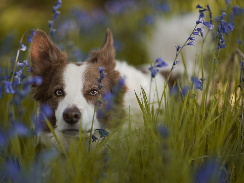Собака породы бордер-колли лежит в синих полевых цветах
