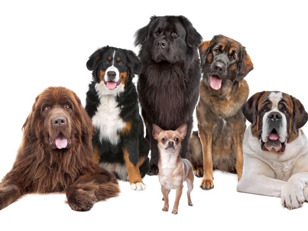 Собаки позируют для портрета на белом фоне