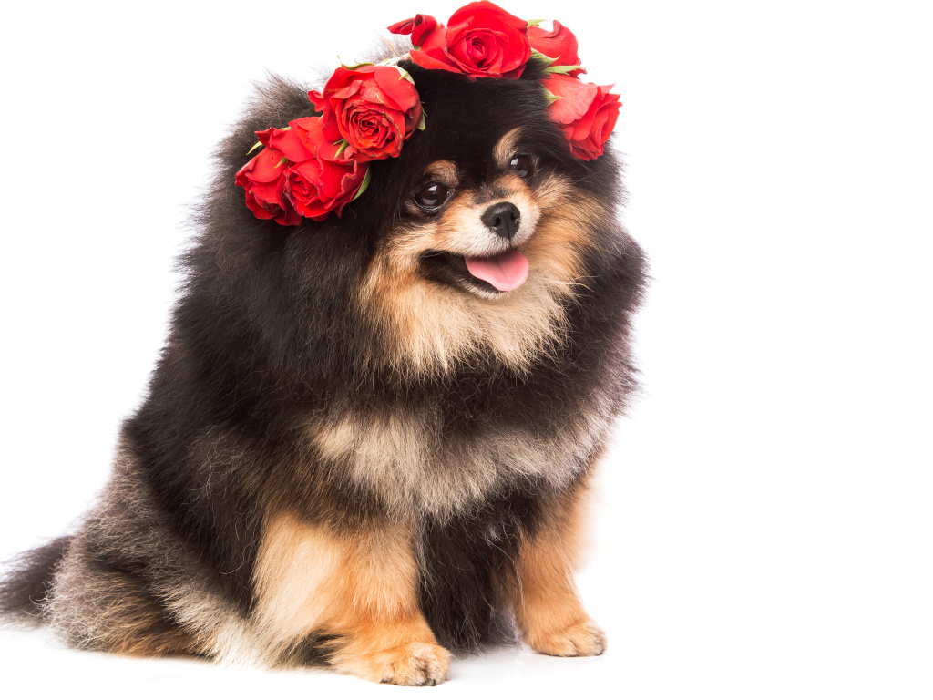 Пушистый шпиц с высунутым языком с розами на голове