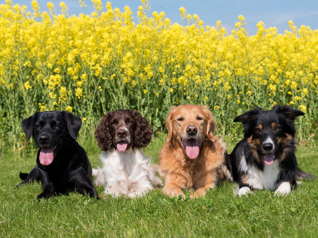 Четыре породистых собаки лежат на зеленой траве у желтых цветов