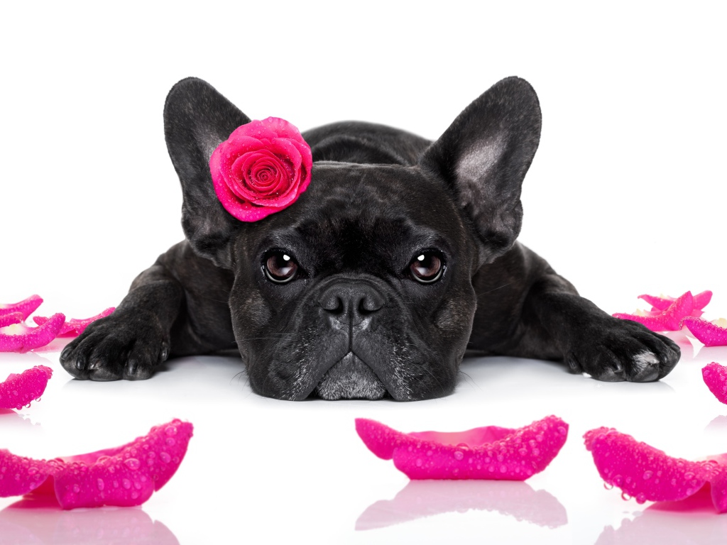 Собака породы французский бульдог с розой на голове 