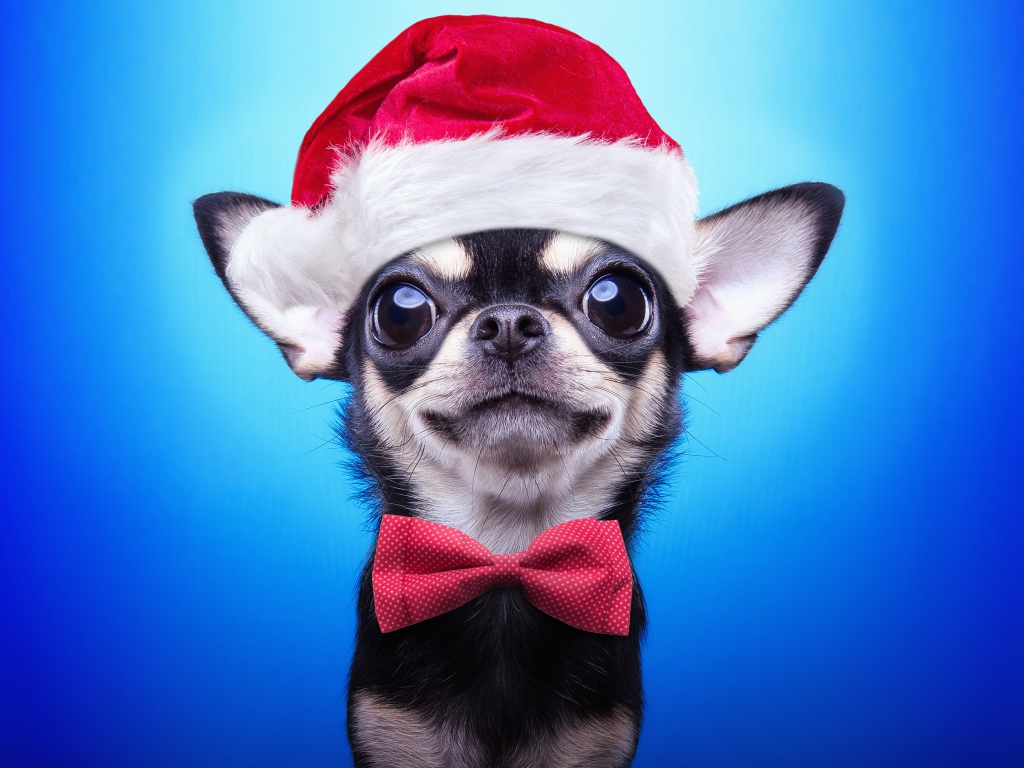 Забавный чихуахуа в шапке Санта Клауса на голубом фоне, символ нового года 2018