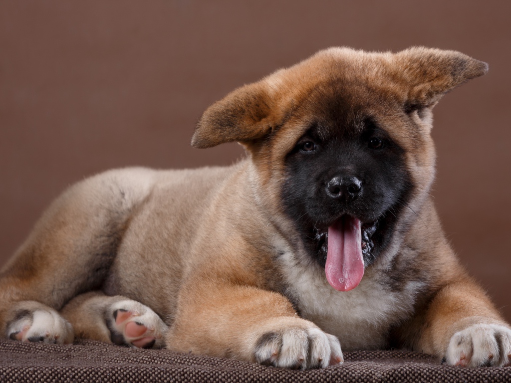 Забавный маленький щенок акита - ину  с высунутым языком