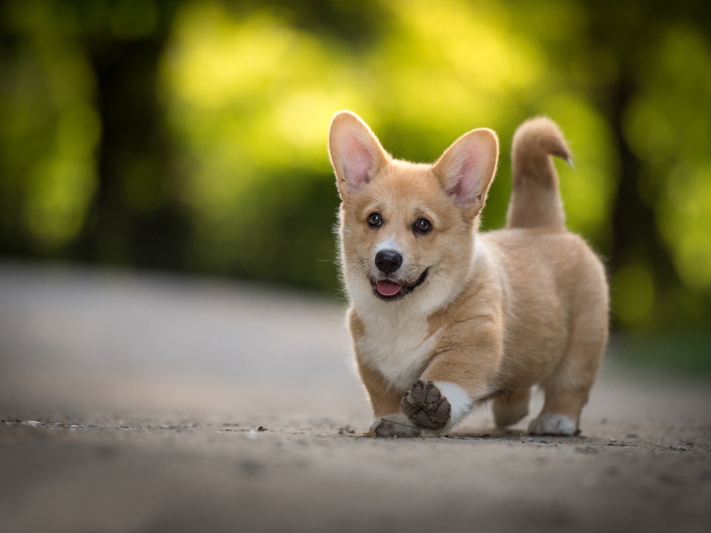 Забавный щенок вельш корги с высунутым языком