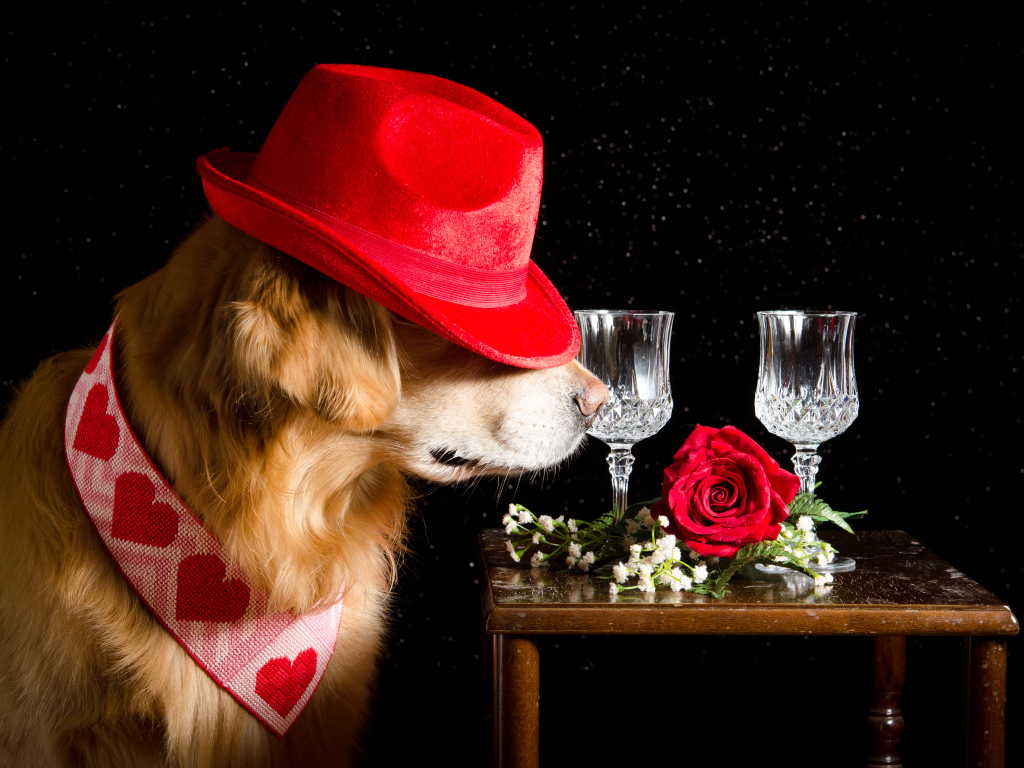 Золотистый ретривер в красной шляпе у стола
