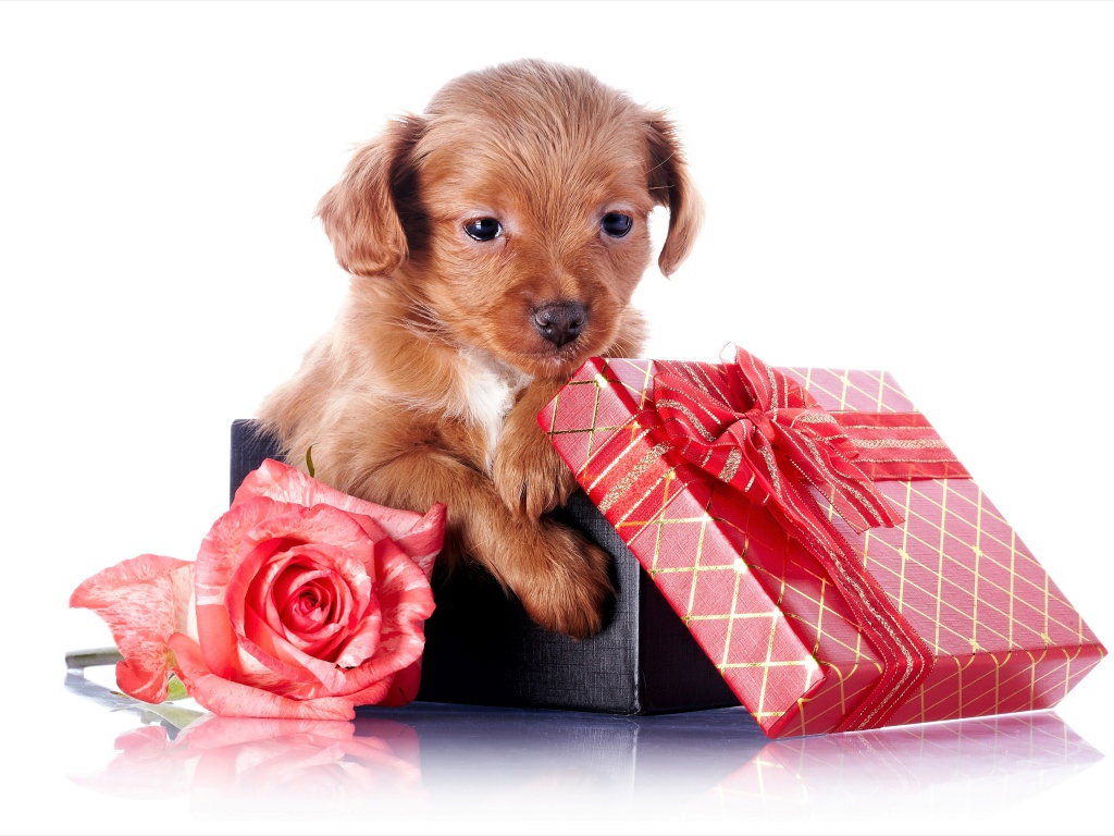 Маленький щенок в подарочной коробке с розой на белом фоне