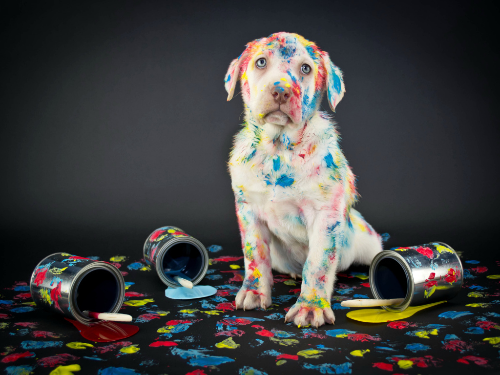 Щенок золотистого ретривера вымазался в краску