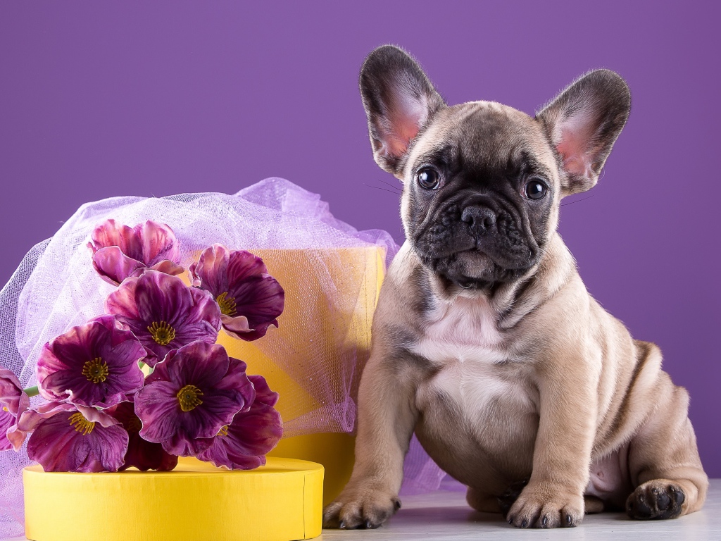 Щенок французского бульдога с букетом 
