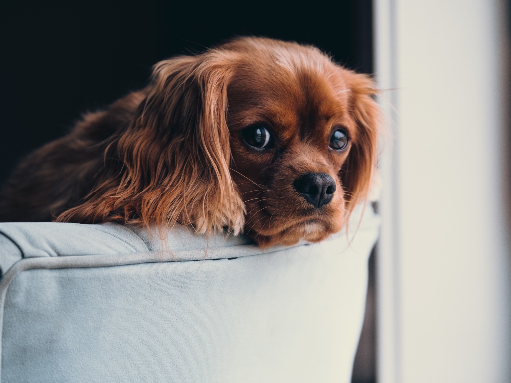 Щенок с грустным взглядом лежит на спинке дивана