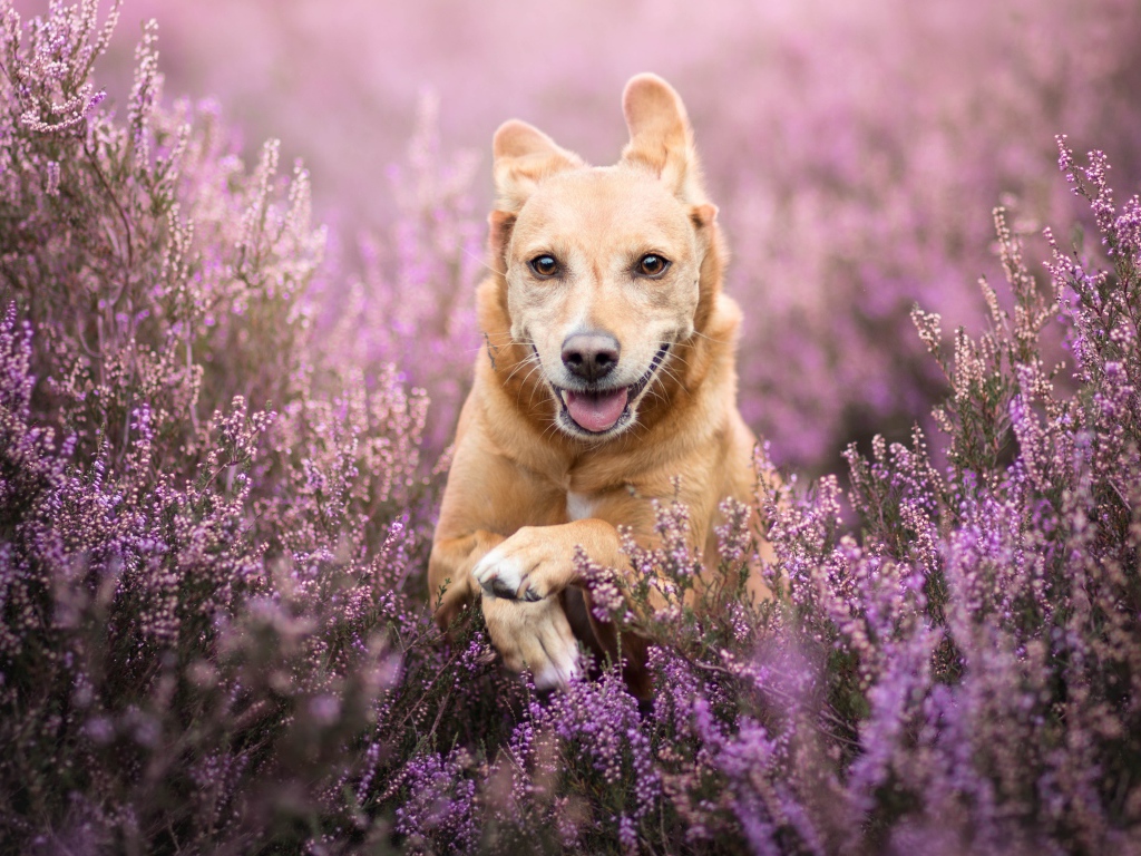 Рыжая собака с высунутым языком бежит по полю с сиреневыми цветами