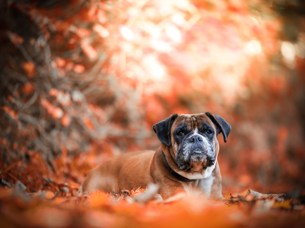 Грустная собака породы боксер лежит на опавшей листве