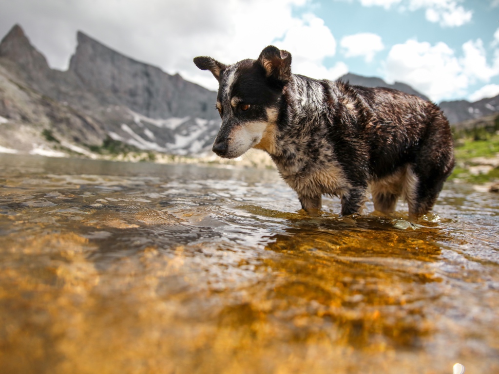 Грустная собака стоит в воде