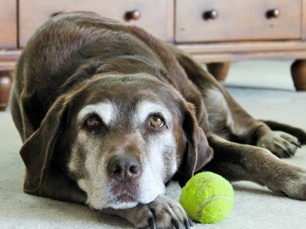 Грустная собака с теннисным мячом  