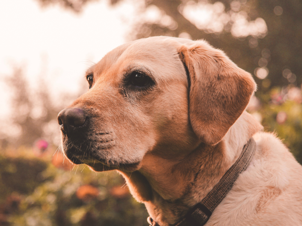 Грустная морда собаки породы золотистый ретривер