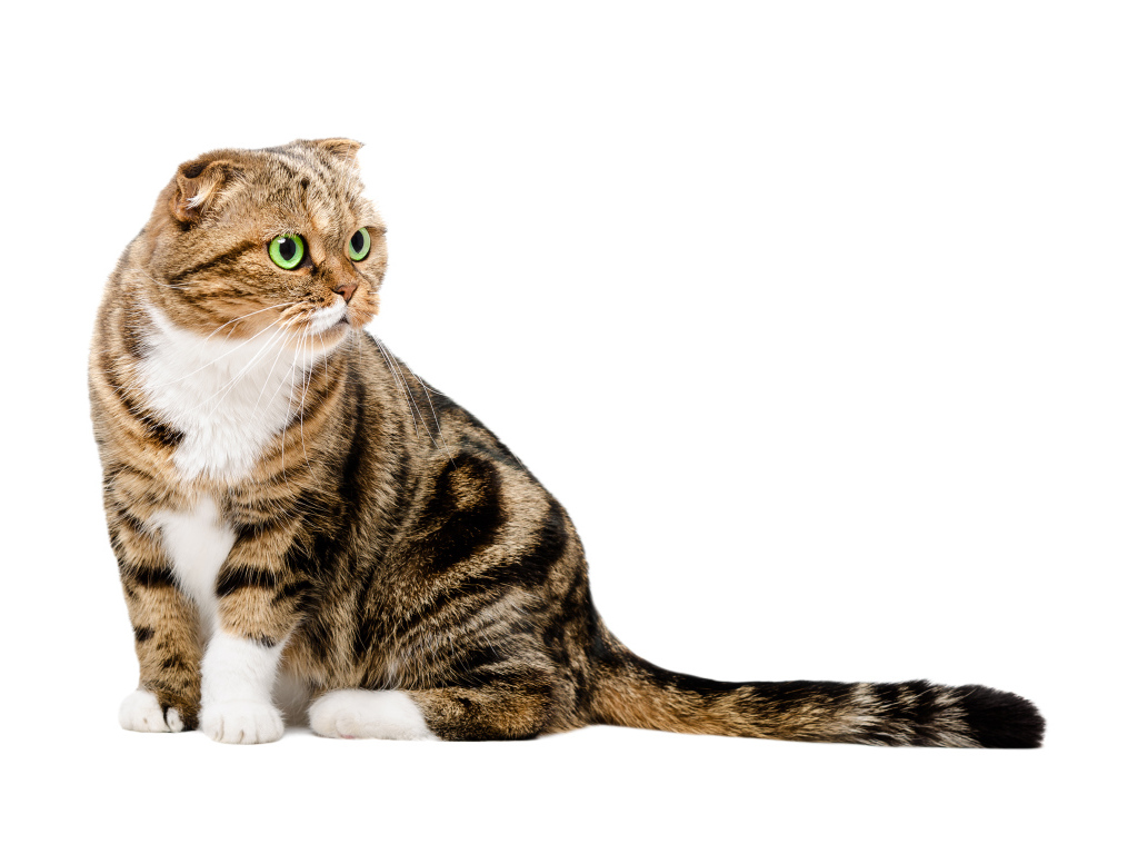 Шотландский вислоухий кот на белом фоне