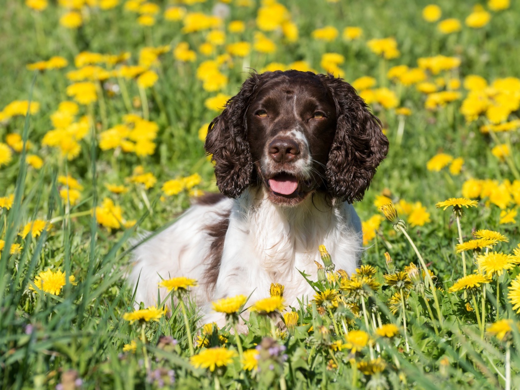 Кокер- спаниель лежит в желтых цветах одуванчика
